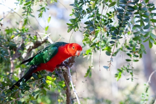 Red Lory - Australian Stock Image