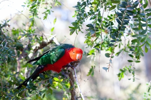 Red Lory watching - Australian Stock Image