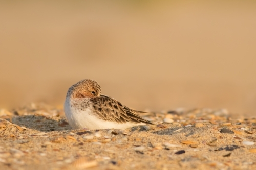 Red-necked Stint grooming itself while sitting on sand