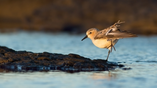 Red-necked Stint standing on one leg on water's edge - Australian Stock Image