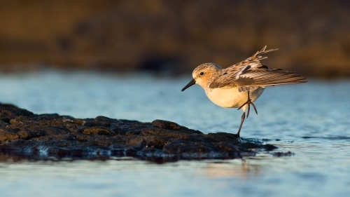 Red-necked Stint standing on one leg on water's edge