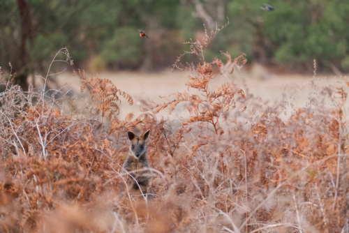 Red necked wallaby in red coloured ferns with birds overhead - Australian Stock Image