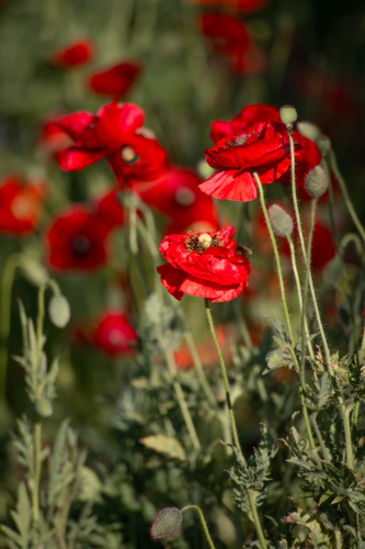 Red poppy flowers in a green field - Australian Stock Image