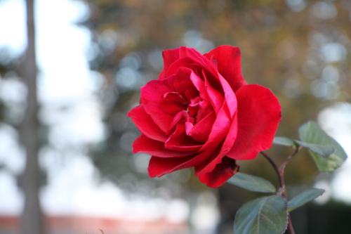 red rose outside - Australian Stock Image