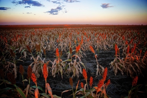 Red sorghum crop against sunset horizon, pink and blue sky