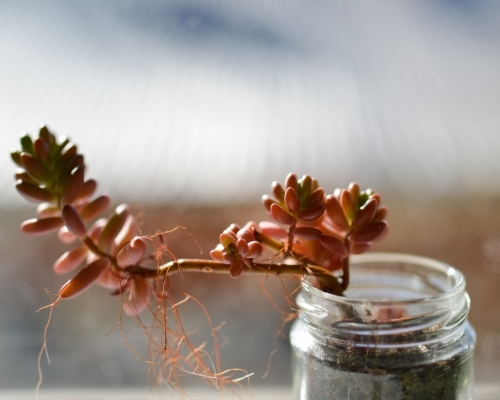 Red succulent in a glass jar on a window sill