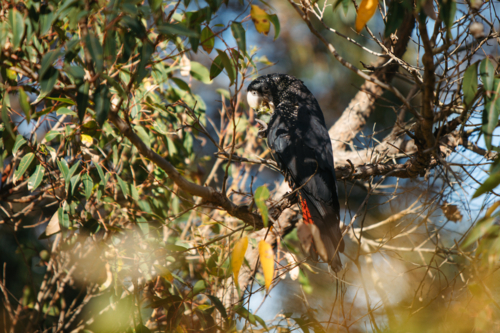 Red-tailed black cockatoo eating a gum nut - Australian Stock Image