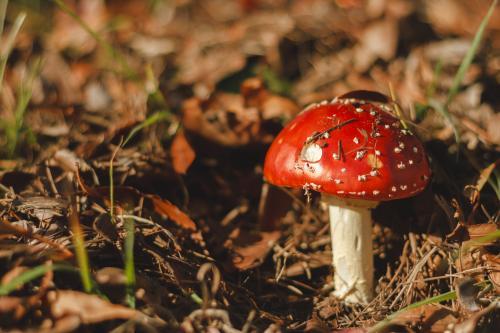 Red Toadstool - Australian Stock Image