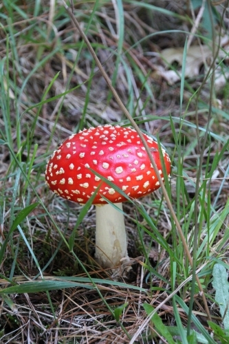 Red toadstool in grass - Australian Stock Image