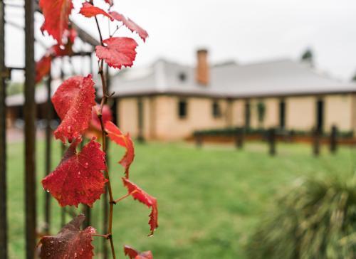 Red Vine with Mudbrick Homestead in Background - Australian Stock Image