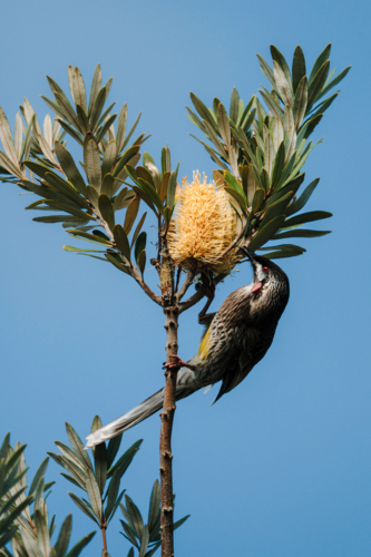 Red Wattlebird honeyeater perched on branch feeding from yellow flower cluster - Australian Stock Image