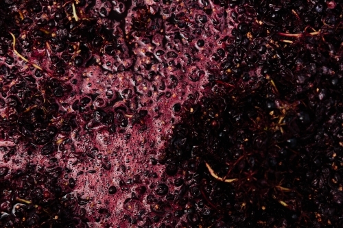 Red wine grapes fermenting - Australian Stock Image