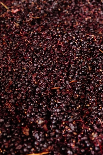 Red Wine Grapes fermenting