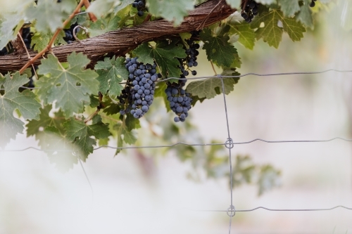 Red wine grapes on the vine ready for picking at vintage time - Australian Stock Image