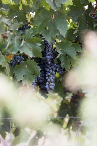 Red Wine Grapes ready for picking at vintage time - Australian Stock Image