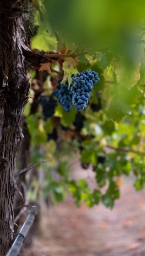 Red Wine variety grapes about to be hand picked in South Australia - Australian Stock Image