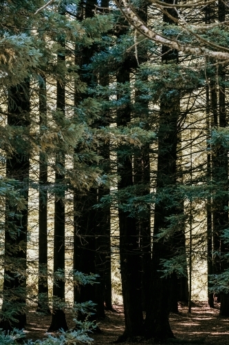 Red wood forest - Australian Stock Image