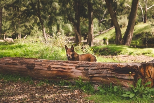 Red working dog in sunny green bushland next to trees and fallen log