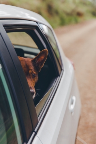 Red working dog nervously hiding in car on road trip, peeking out window