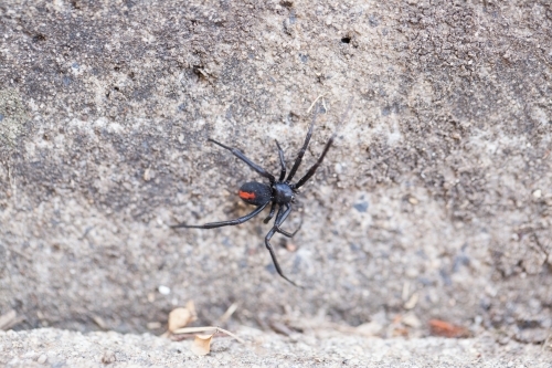 Redback Spider in the backyard - Australian Stock Image