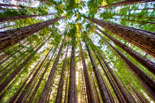 Redwood forest canopy reaching toward the light. - Australian Stock Image