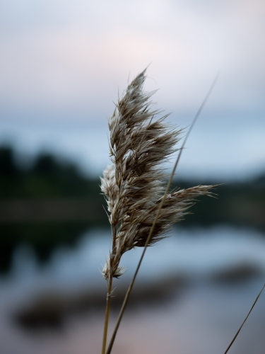 Reed in the Wind at Sunset