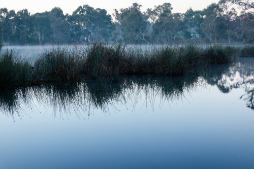 reeds in still water in early morning light - Australian Stock Image