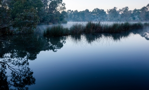 reeds in still water in early morning light - Australian Stock Image