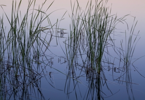 Reeds in still waters reflecting colours of evening sky - Australian Stock Image