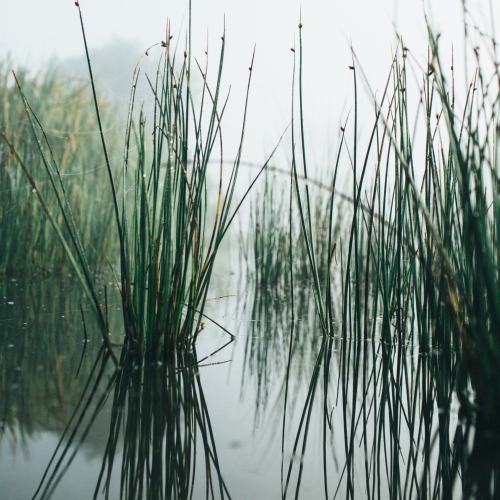 Reeds on misty morning beside a river - Australian Stock Image