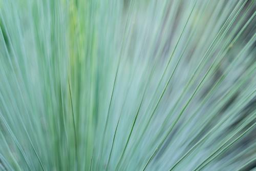 Reeds plants - Australian Stock Image