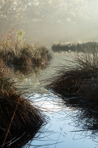 reedy grasses in misty wetlands