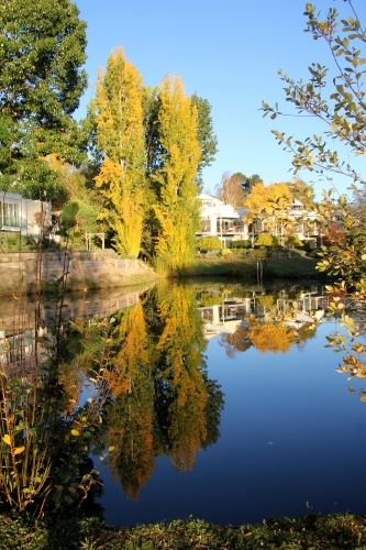 Reflection of deciduous trees - Australian Stock Image