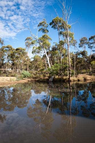 Reflections of gum trees and blue sky in a Bendigo dam - Australian Stock Image