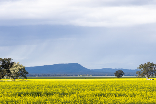 Regional Australia yellow canola field in sunlight - Australian Stock Image