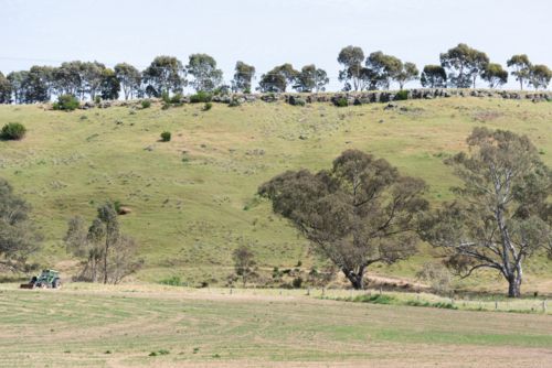 regional farming grassland with eucalypts and a tractor - Australian Stock Image
