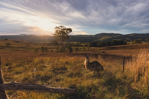 Regional NSW sunset landscape with lone emu standing at fence - Australian Stock Image