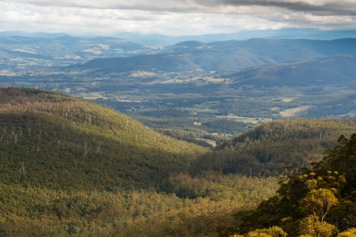 Regional Tasmania, Forest View from Cathedral Rock