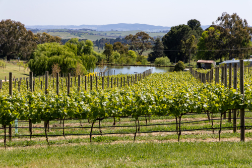 Regional vineyard in spring with rows of grape vines with green leave growth - Australian Stock Image