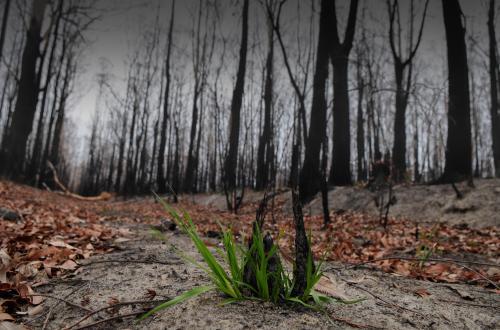 Regrowth after the bushfire - Australian Stock Image