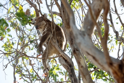 Relaxed koala hanging out in gum tree - Australian Stock Image