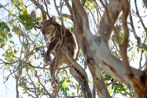 Relaxed koala hanging out in gum tree