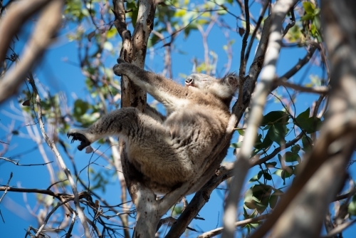 Relaxed koala in a tree enjoying the sun