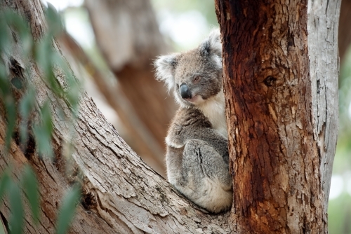 Relaxed koala looking out from gum tree