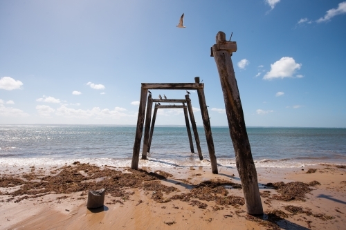 remains of wharf with bird flying above - Australian Stock Image