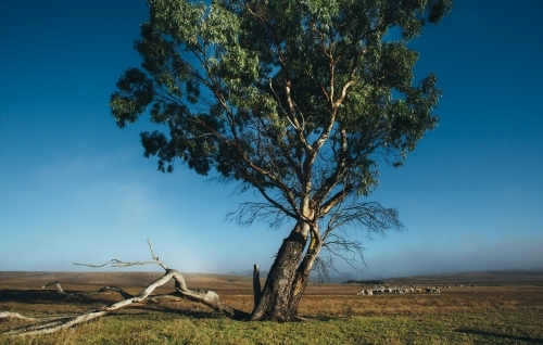 Remote landscape with large gum tree and livestock in the distance - Australian Stock Image