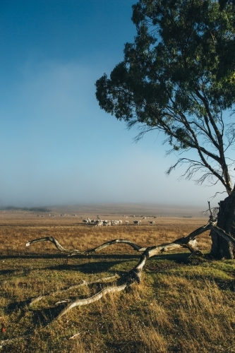 Remote landscape with large tree and livestock in the distance