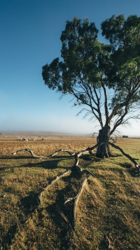 Remote landscape with large tress and livestock in the distance - Australian Stock Image
