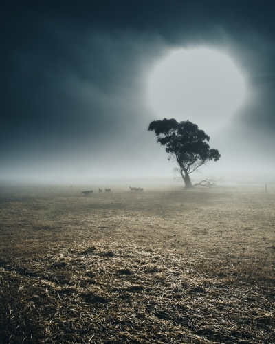 Remote rural landscape at sunrise with gum trees on a misty morning - Australian Stock Image