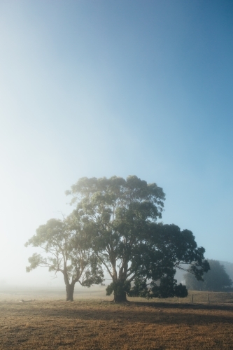 Remote rural landscape with gum trees on a misty morning - Australian Stock Image